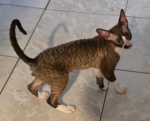 Curlytail Caius Redivivo 