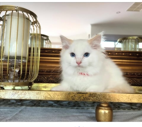 Cream Bi-Colour Pic 2