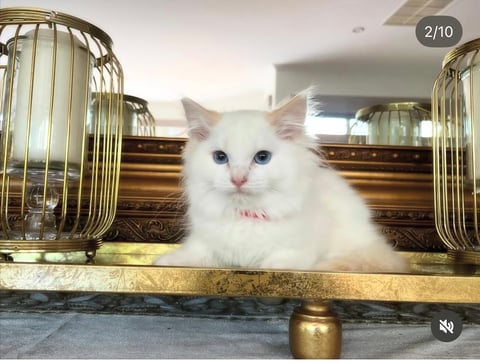 Cream Bi-Colour Ragdoll Kitten