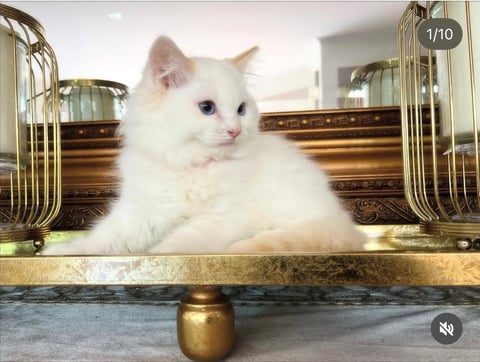 Cream Bi-Colour Ragdoll Kitten