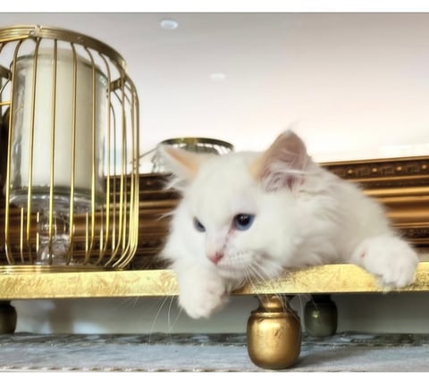 Cream Bi-Colour Pic 5