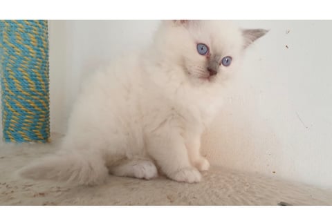 Lilac Mitted Female 