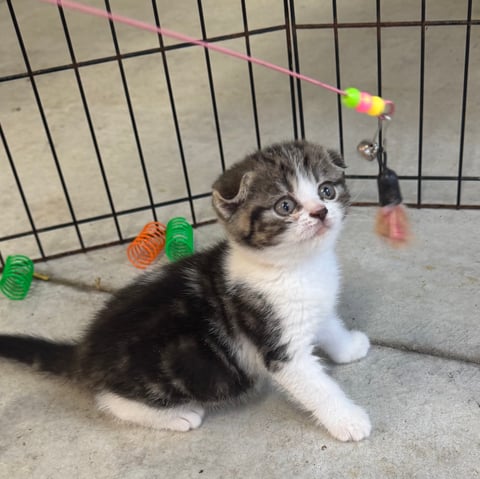 Black and gold tabby fold. A very outgoing baby