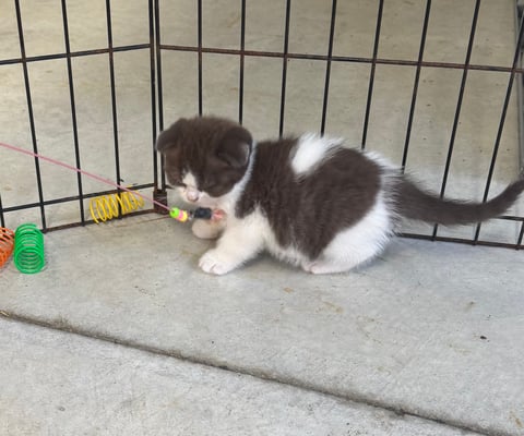 Chocolate bicolor fold