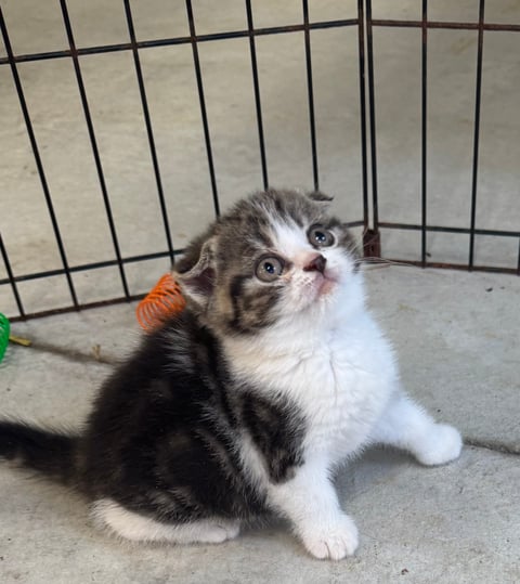 Black and gold tabby fold
