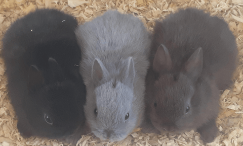 Little Choc on the right and Blue in the middle av