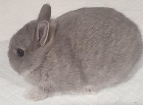 Chinchilla Buck