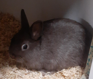 Bunnies Dad, will look exactly like this when he g