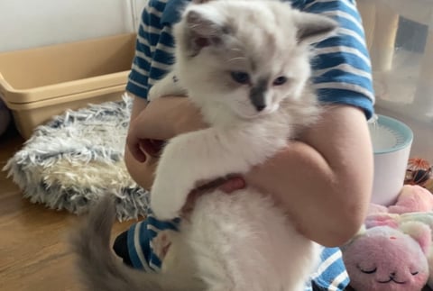 Blue Mitted Male 