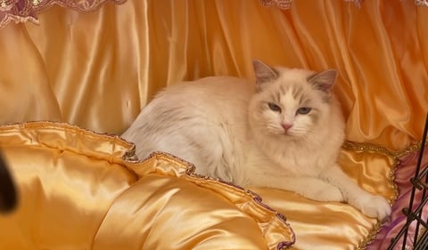 Ragalon Indigo  ( lilac bi color) 