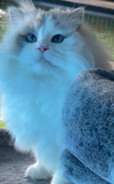 Dreamangel Lilac Mintie ( Imported New Zealand) 