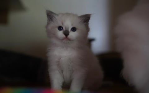 Blue Mitted Male 
