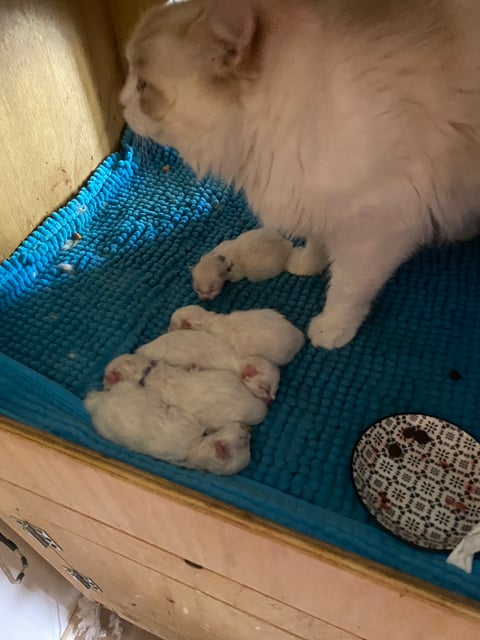 Babies 5 , all lined up by mum 1day old 