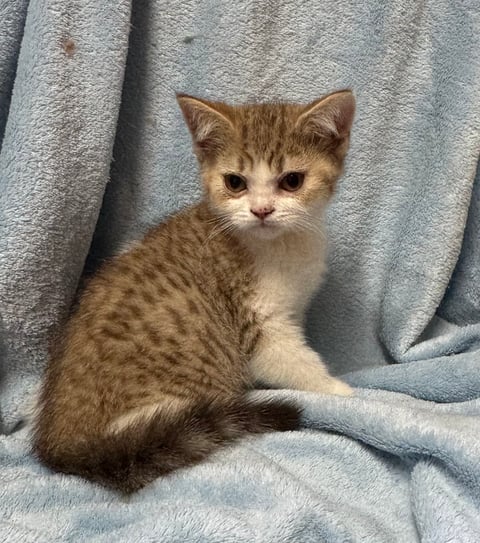 Tabby Bicolored boy