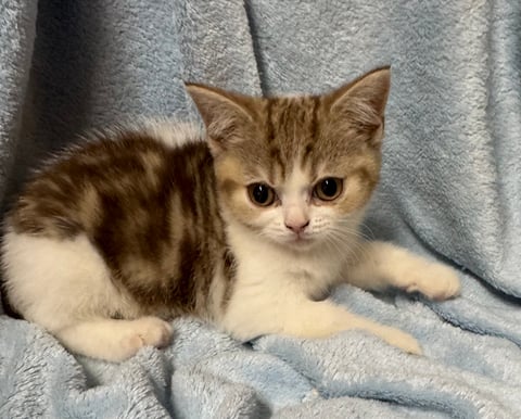 Chocolate Tabby girl