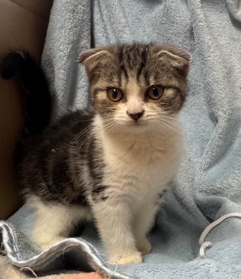Black silver tabby Fold girl 