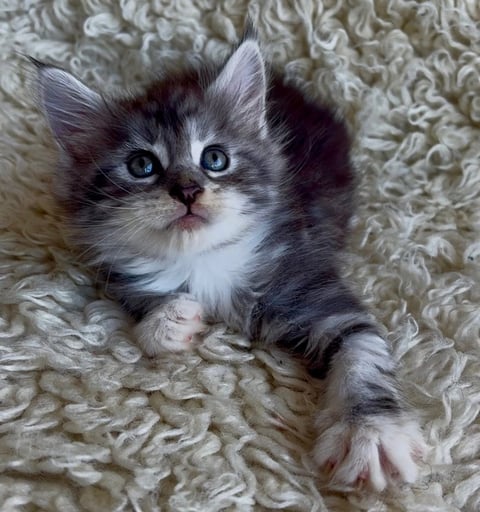 Female black silver tabby