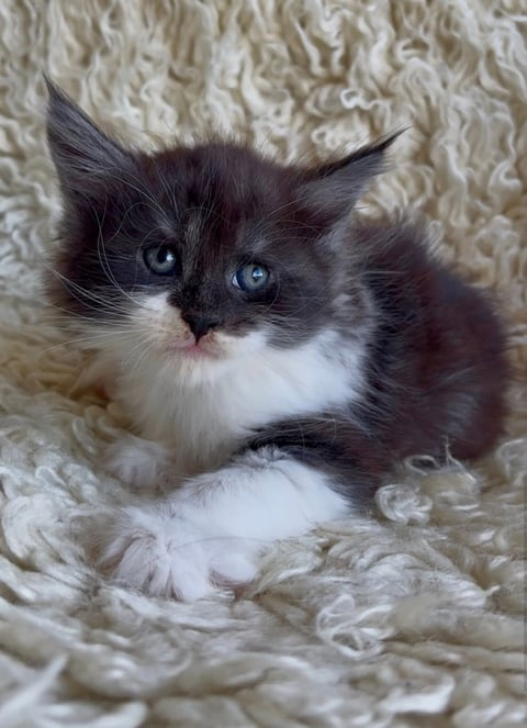 Black smoke and white male