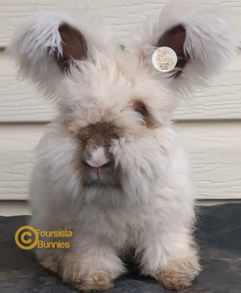 GIRL CHOCOLATE TORT VM 