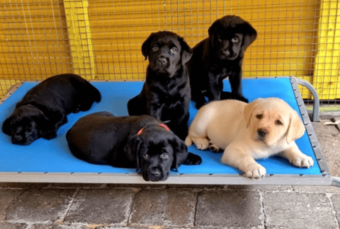 Pups from a previous litter