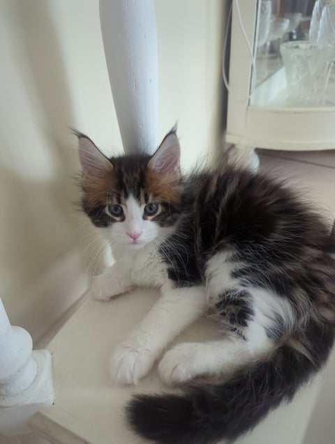 Black tabby and white male