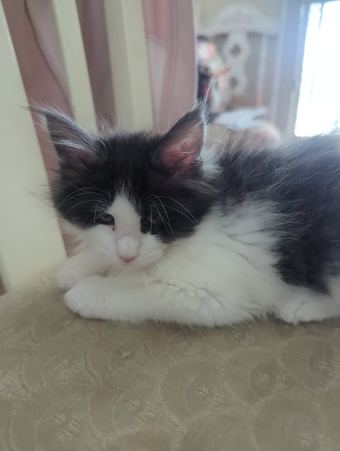 Black and white female