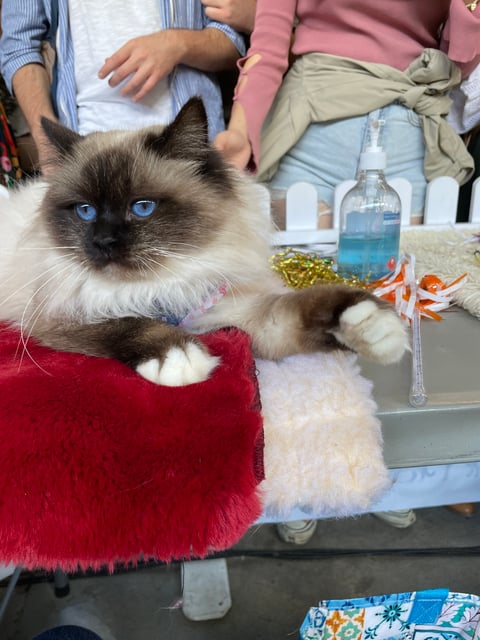 Zara on show at the Ekka meeting everyone