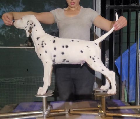 Ibadan Dalmatian Pup