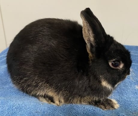 Black Otter 3 months