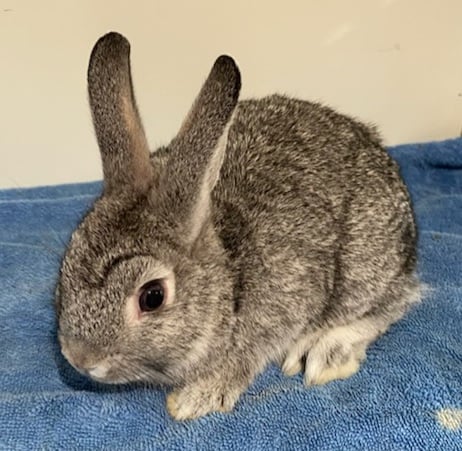 Chinchilla 3 months