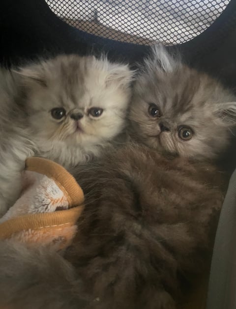 Silver and Tabby boys