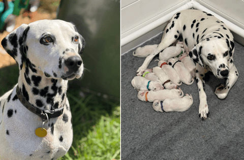 WesternDal Dalmatians - Previous Litter