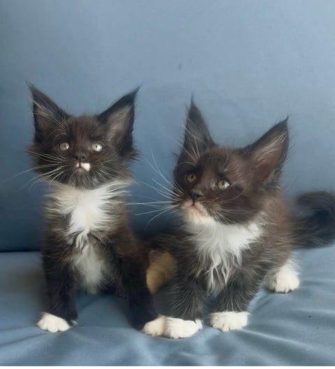 Black smoke and white males