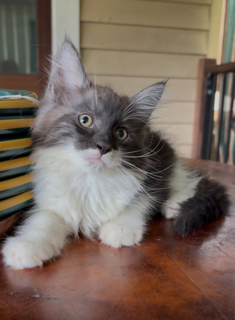 Black smoke and white male