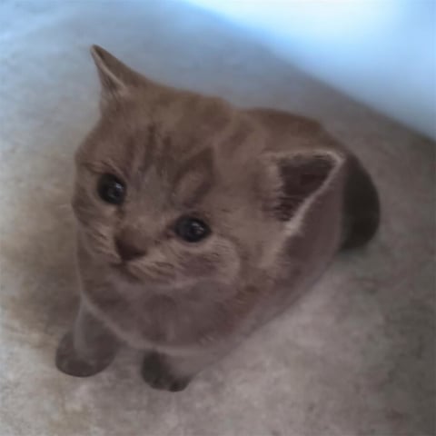 Blue female 5 weeks old