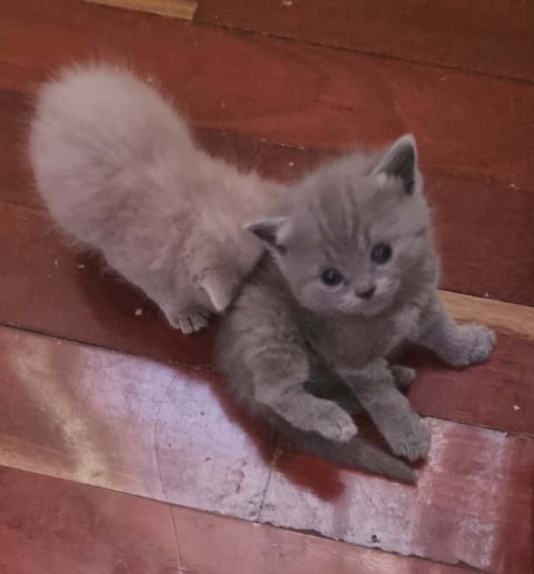 Male and female 5 weeks old