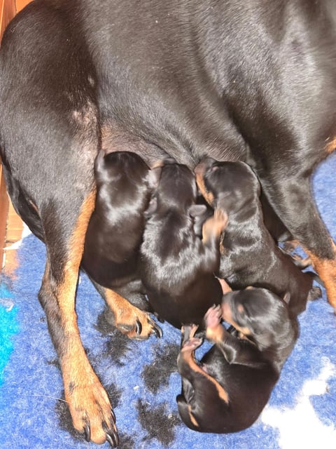 A typical Yurrugar English Toy Terrier litter