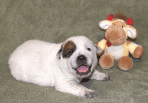 WAZWALLABY AUSTRALIAN CATTLE DOG PUPPY