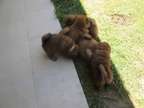 Chow Puppies
