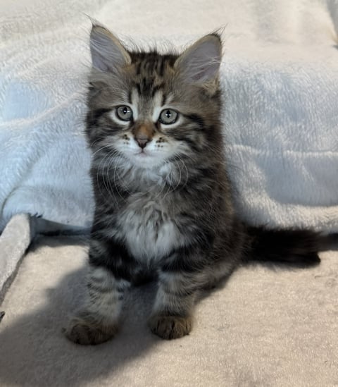 ***RESERVED*** Classic tabby boy