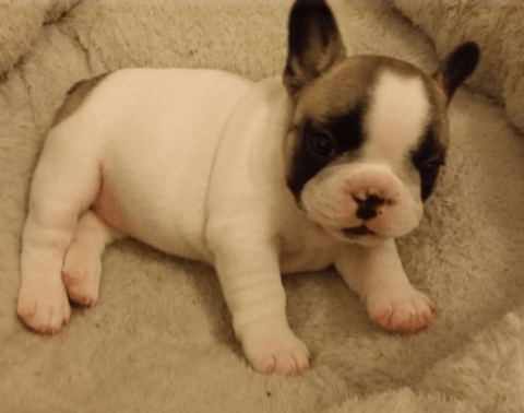 Bullmonty puppy from a previous litter 