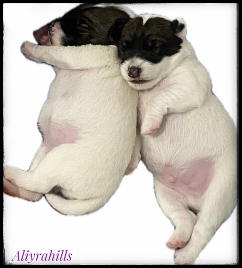 Photo from a previous litter