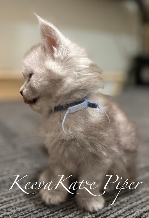 KeevaKatze Piper 3