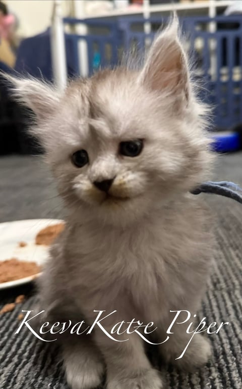 KeevaKatze Piper 2