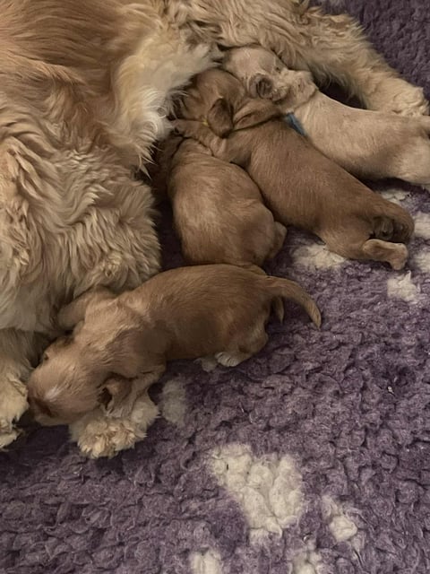 Charnnah litter two weeks old