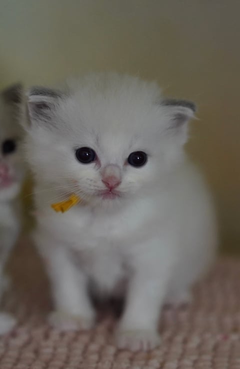 Blue Bi Color Tabby male ( Yellow collar) 