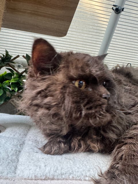 Selkirk Rex desexed female