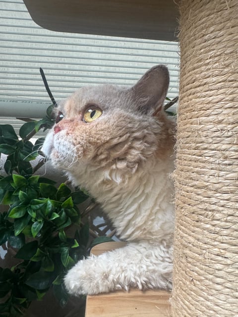 Selkirk Rex desexed female