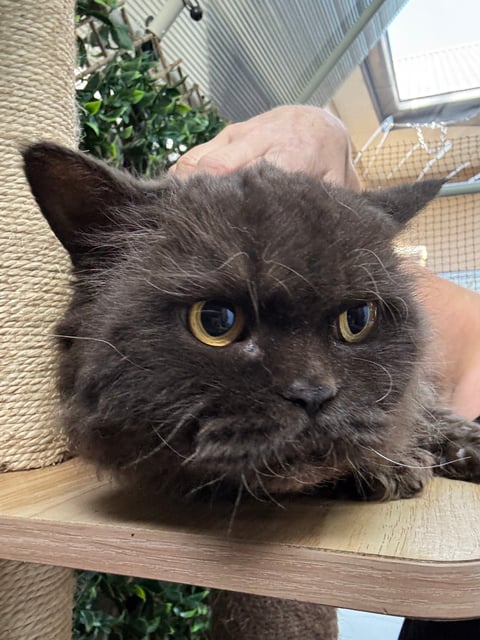 Selkirk Rex desexed female