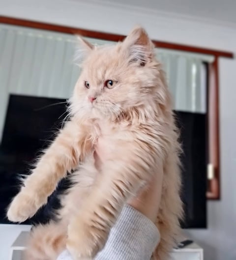 WOLFE - Bellou Ivory Wolfe